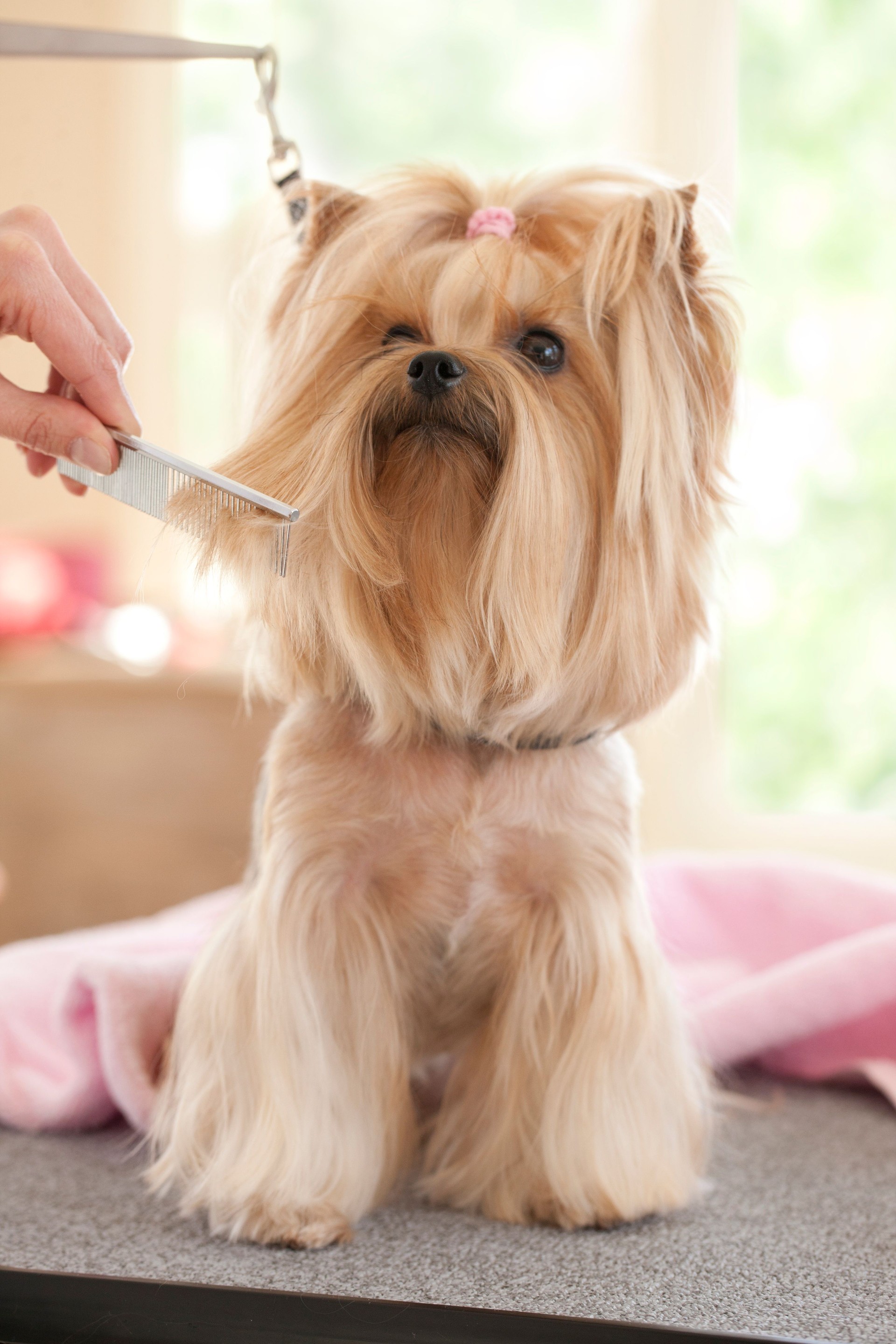 Yorkshire Terrier Day at the Groomer-Spa
