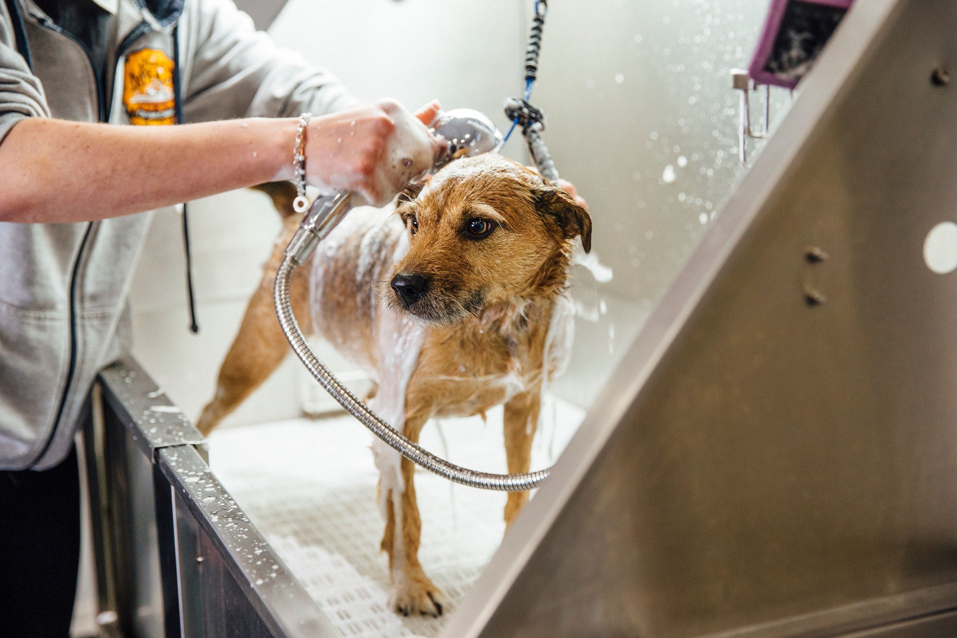 Dog Getting Shampooed At The Groomers